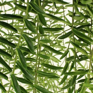 Aeschynanthus 'Green Star'