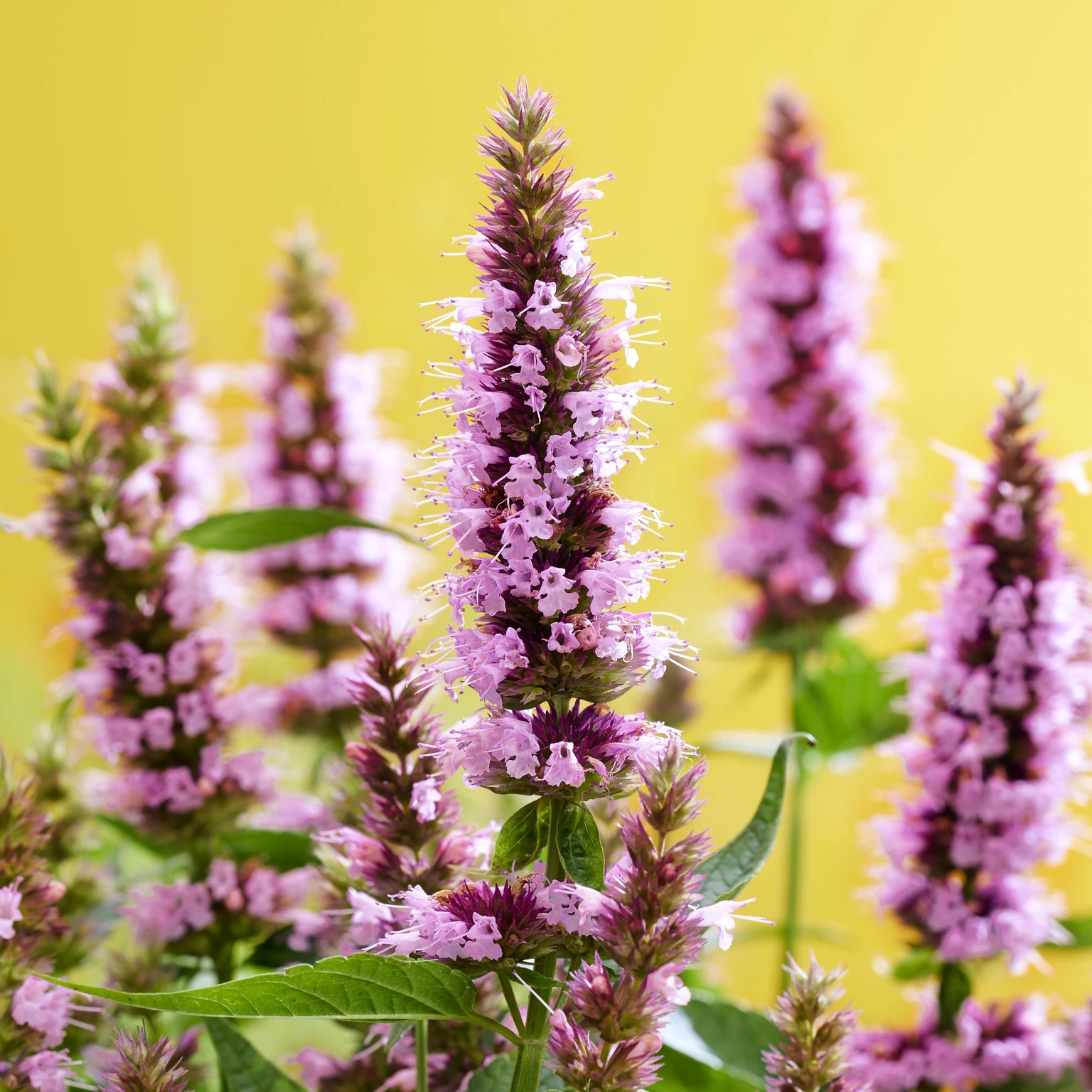 Agastache Beelicious Pink 3L Cowell S Garden Centre Woolsington