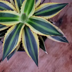 Agave lophantha 'Quadricolor'