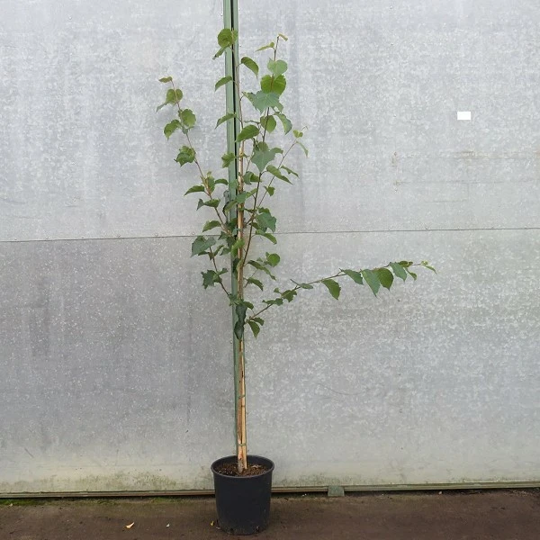 Betula Utilis Subsp Jacquemontii Grayswood Ghost 45L Cowell S