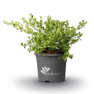 Image Credit: BetterBuxus®