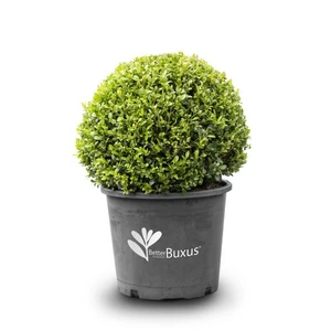 Image Credit: BetterBuxus®