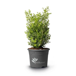 Image Credit: BetterBuxus®