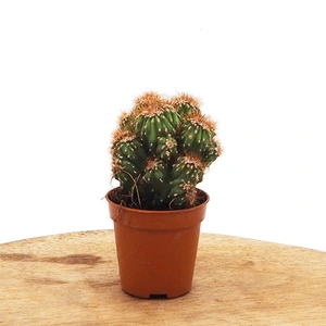 Cereus peruvianus 'Monstrosus Brown'