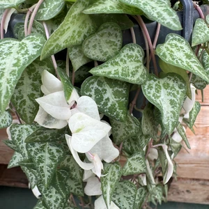 Ceropegia linearis 'Luuk' 14cm Hanging Pot