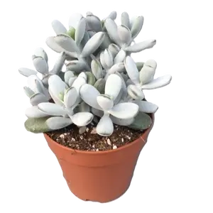 Cotyledon orbiculata
