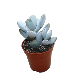 Cotyledon orbiculata var. higginsiae