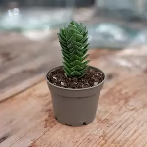 Crassula 'Buddha's Temple'