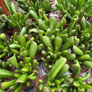 Crassula 'Horn Tree'