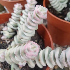 Crassula marnieriana variegata