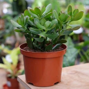 Crassula ovata