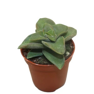 Picture Credit - Winco