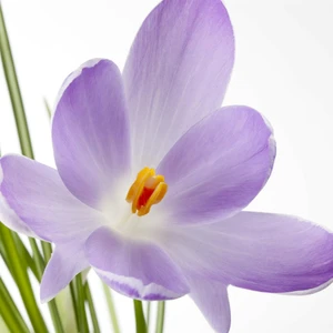 Crocus 'Saffron'