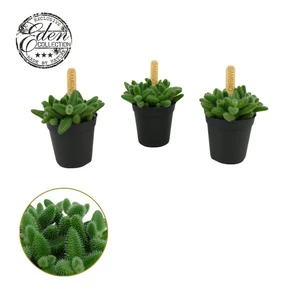 Delosperma echinatum - Pickle Plant