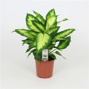 Dieffenbachia 'Camilla'