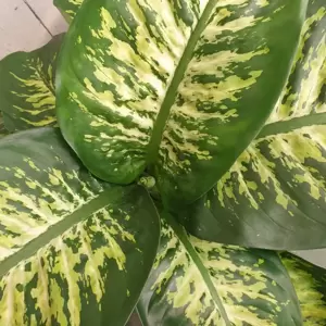 Dieffenbachia 'Reeva'