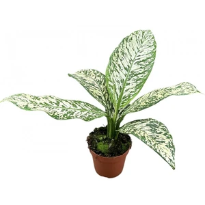 Dieffenbachia 'White Etna'