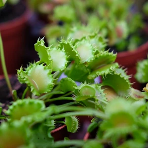 Dionaea muscipula 'Zipp'