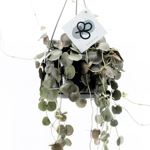 Dischidia pectenoides