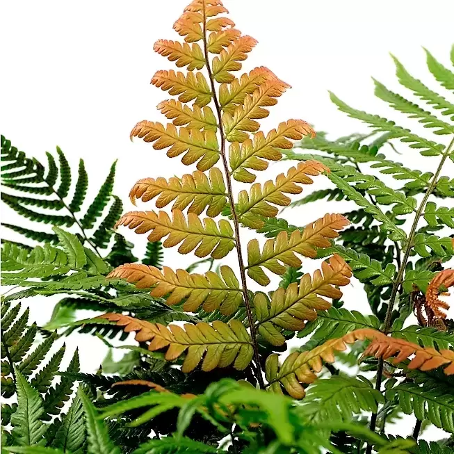 Dryopteris Lepidopoda 1L Cowell S Garden Centre Woolsington