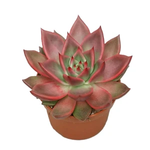 Echeveria antaris