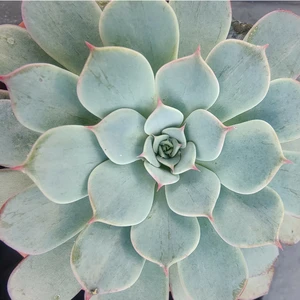 Echeveria 'Colorata'