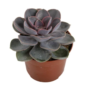 Echeveria 'Perle von Nurnberg'