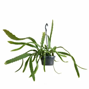 Epiphyllum ackermanii