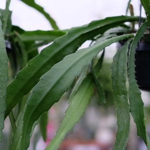 Epiphyllum 'Red Tip'