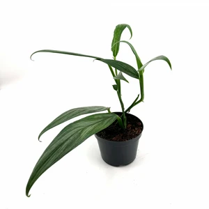 Epipremnum aplissimum 'Silver Stripe'