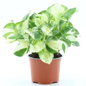 Epipremnum 'Manjula'