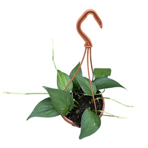 Epipremnum officinalis