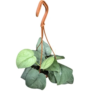 Epipremnum 'Silver Hero'