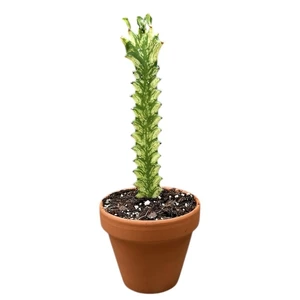 Euphorbia lactea 'Variegata'