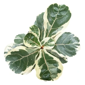 Ficus lyrata 'Variegata'