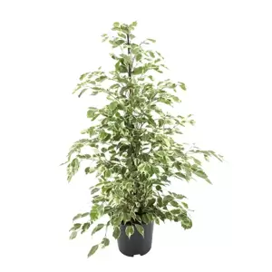 Ficus 'Twilight' (Large)
