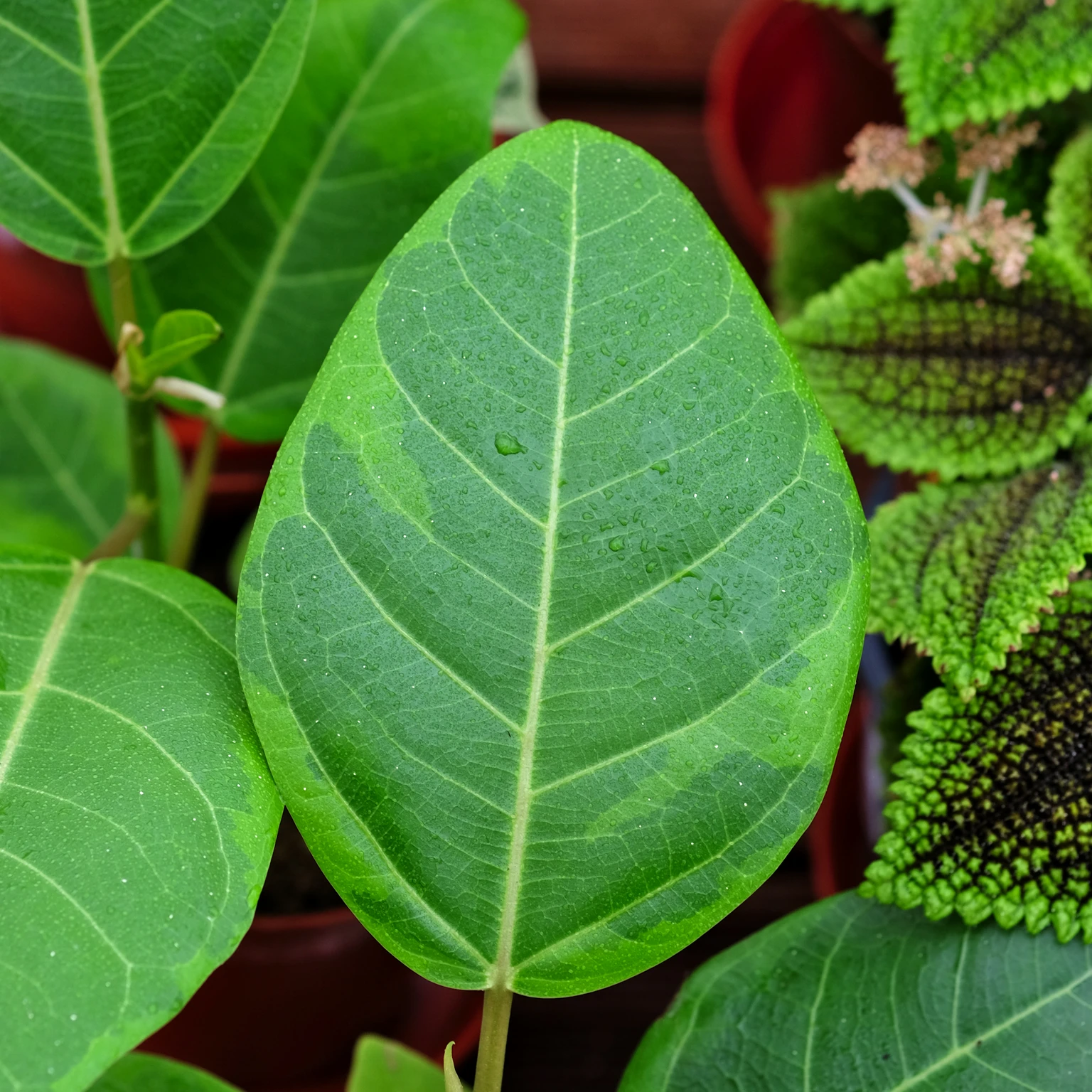 Ficus Altissima Yellow Gem Cowell S Garden Centre Woolsington