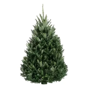 Fraser Fir Fresh Cut