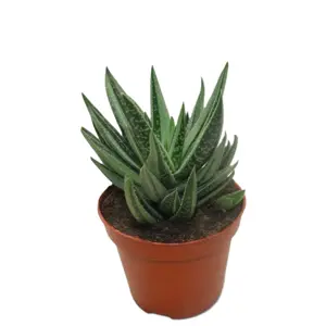 Gasteraloe variegata