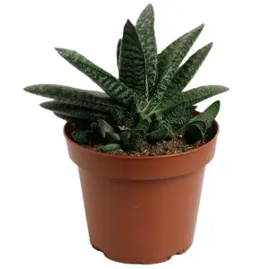 Gasteria 'Amour'