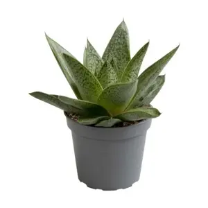 Gasteria 'Tiga'