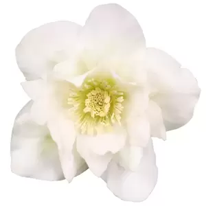 Helleborus 'Dafine'