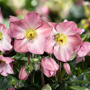 Helleborus 'HGC Winter Ballet Katie'