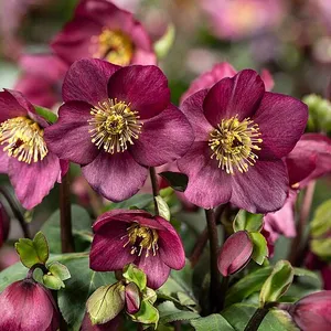 Helleborus 'HGC Winter Ballet Leila'