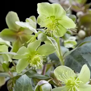 Helleborus 'Silver Star'