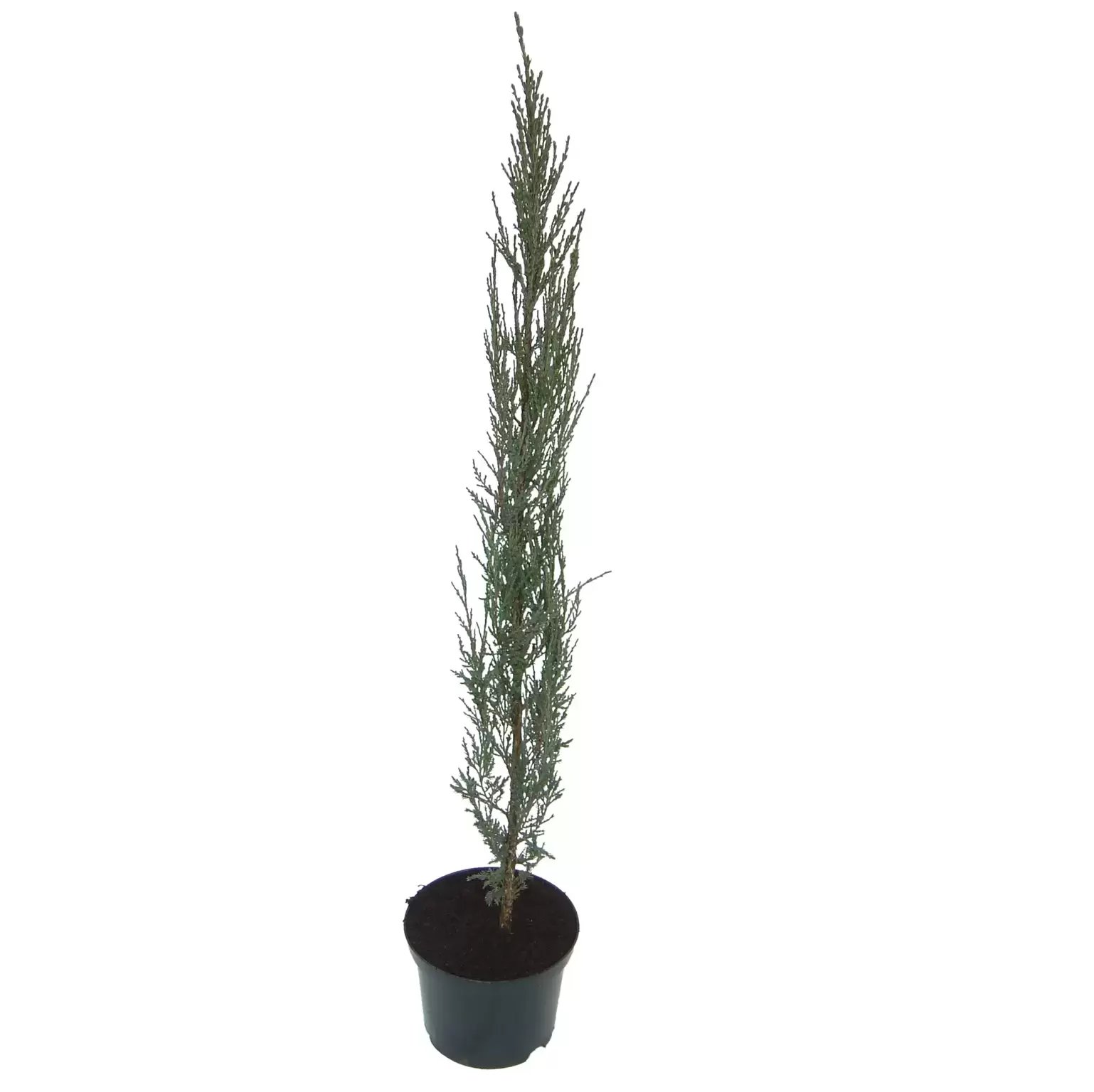 Juniperus Scopulorum Blue Arrow L Cowell S Garden Centre Woolsington