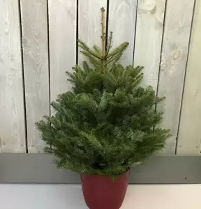 Korean Fir Pot Grown