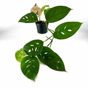 Monstera acuminata