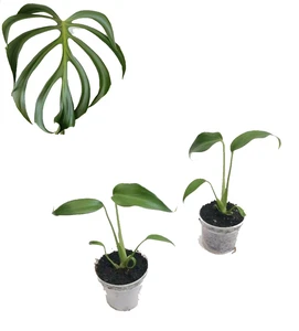 Monstera 'Burle Marx Flame'