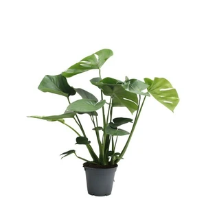 Monstera deliciosa 'Tauerii'